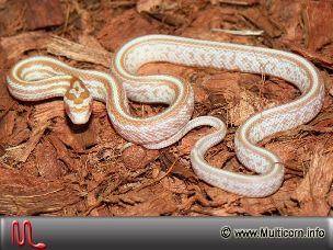 HATCHLING