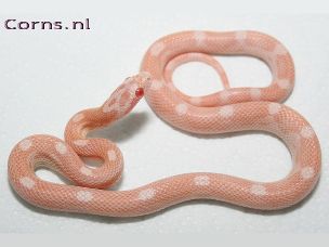 HATCHLING