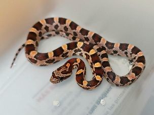 HATCHLING