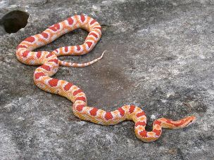 ADULT