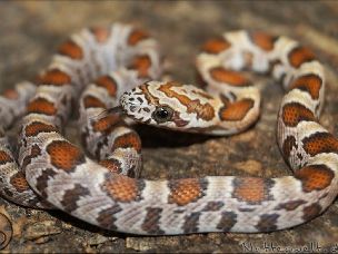 HATCHLING