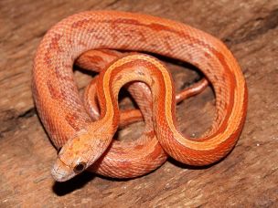 HATCHLING