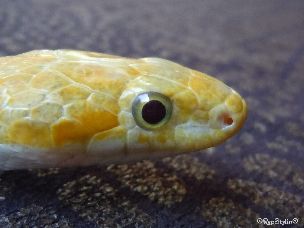 EYE