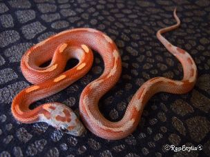 HATCHLING