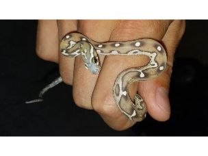 HATCHLING