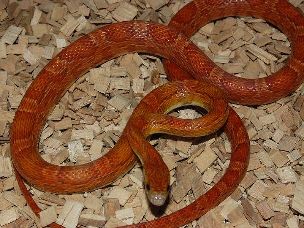 HATCHLING