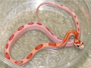 HATCHLING