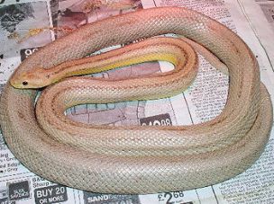 ADULT