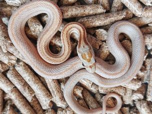 HATCHLING