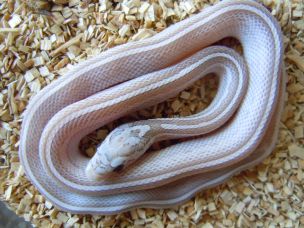 HATCHLING