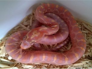 HATCHLING