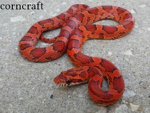 HATCHLING