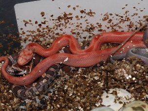 HATCHLING