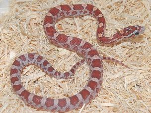 HATCHLING