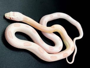 HATCHLING