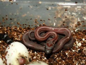 HATCHLING