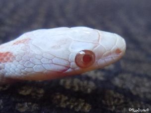 EYE
