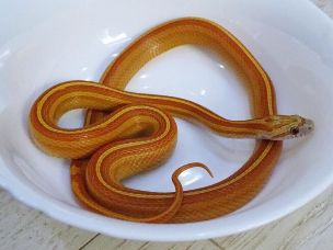 HATCHLING