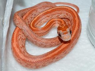 HATCHLING