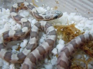 HATCHLING