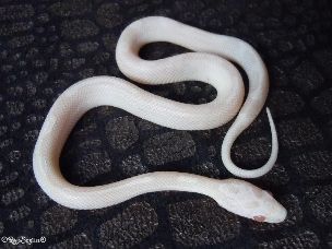 HATCHLING