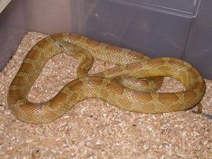 ADULT