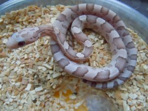 HATCHLING