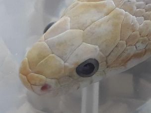EYE