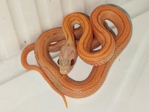 HATCHLING
