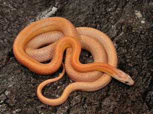 ADULT