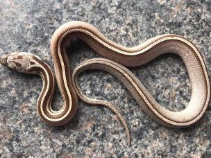 HATCHLING