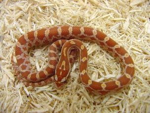HATCHLING