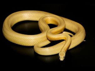 ADULT