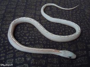 HATCHLING