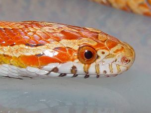 EYE
