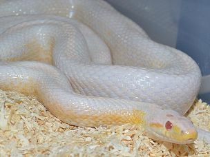 ADULT