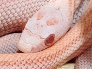 EYE
