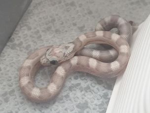 HATCHLING