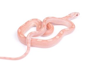 HATCHLING