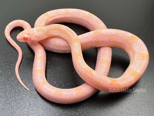 HATCHLING