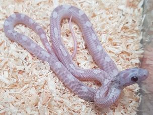 HATCHLING
