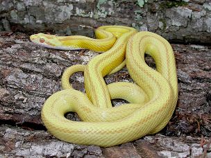ADULT