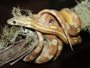 HATCHLING