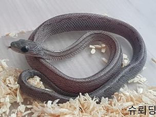 HATCHLING