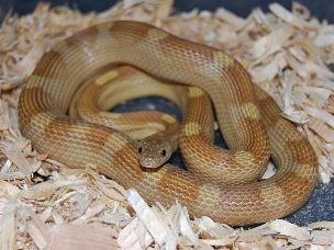 ADULT