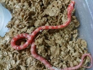 HATCHLING