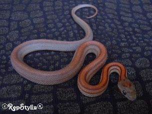 HATCHLING