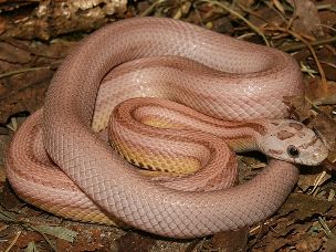 HATCHLING