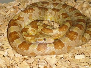 ADULT