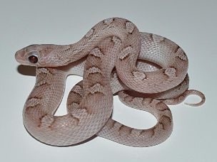 HATCHLING